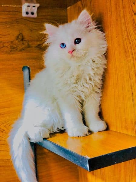 Persian kitten cats 2