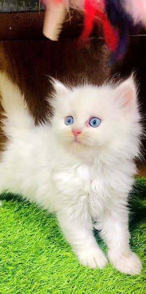 Persian kitten cats 17