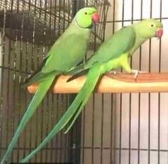 Ringneck breeder pair