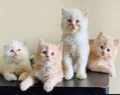 Persian good quality kittens looking for new home 0