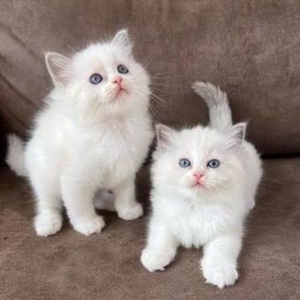 Persian good quality kittens looking for new home 1