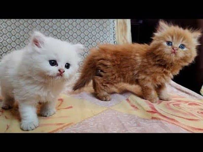 Persian good quality kittens looking for new home 2