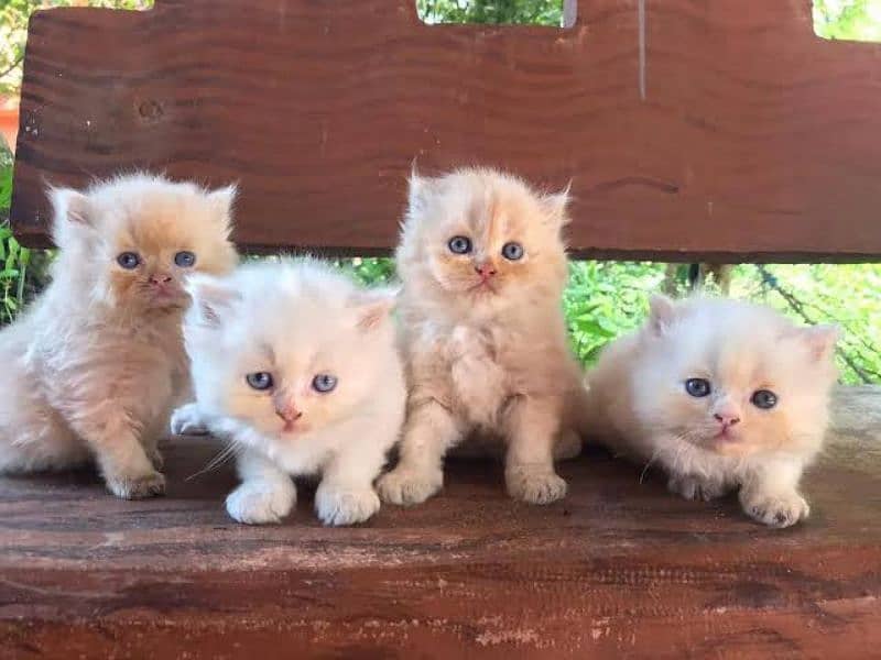 Persian good quality kittens looking for new home 3