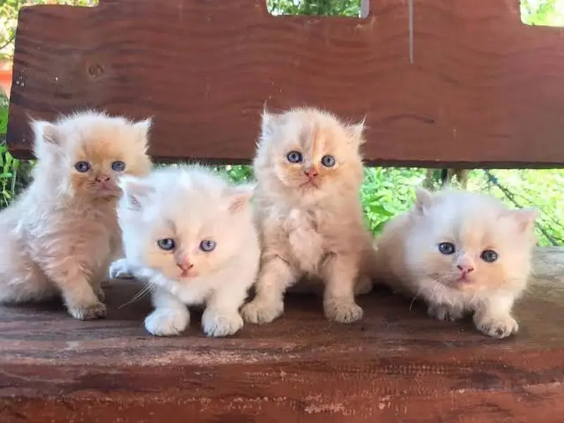 Persian good quality kittens looking for new home — photo 4