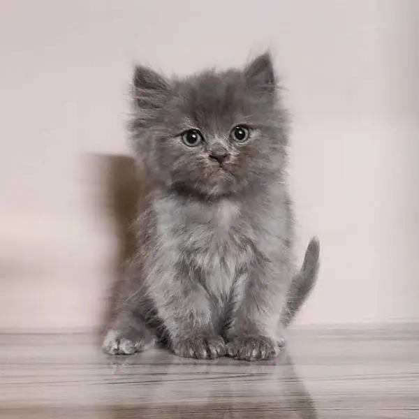 Persian good quality kittens looking for new home — photo 6