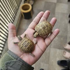 Russian Tortoise pair