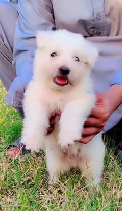 zero size full long coat toy breed male for sale