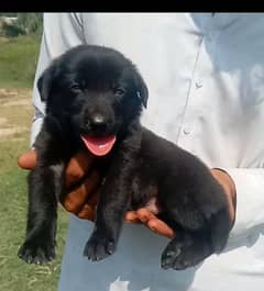 Balck German Shepherd Dabal coat male available for sale