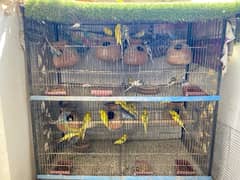 Bajri Parrots up for sale