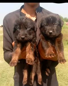 German long coat male female for sale