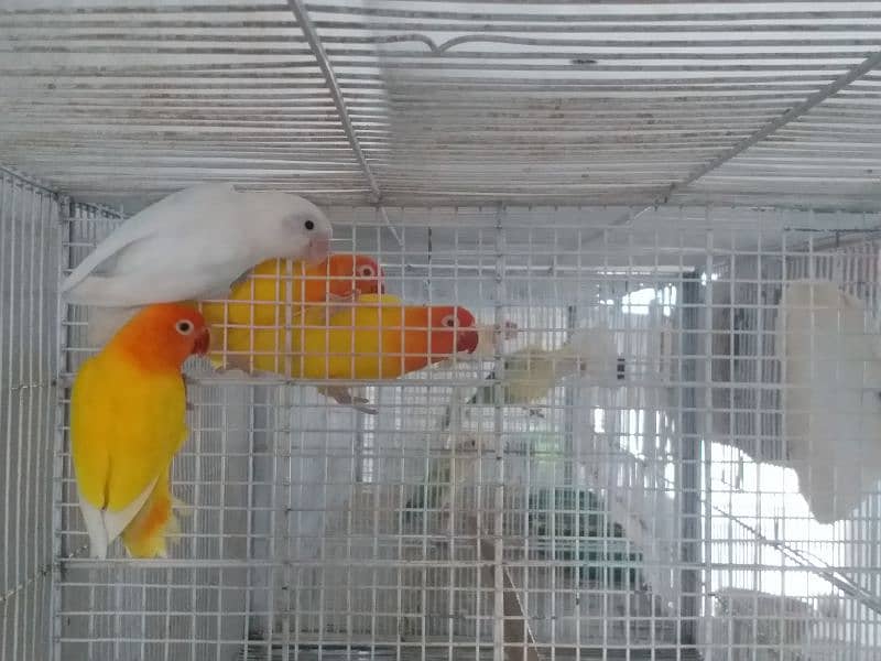 Top Quality Lovebirds pairs 5