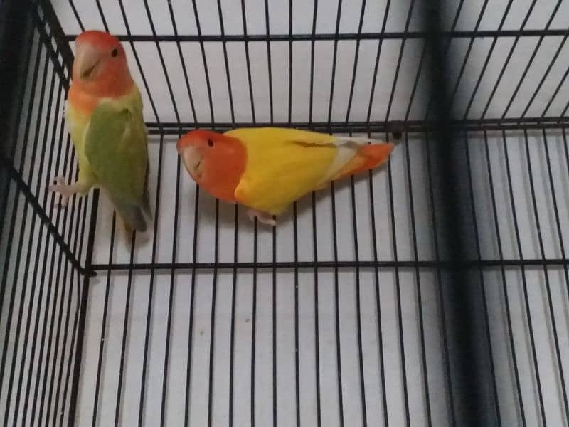 Top Quality Lovebirds pairs 11