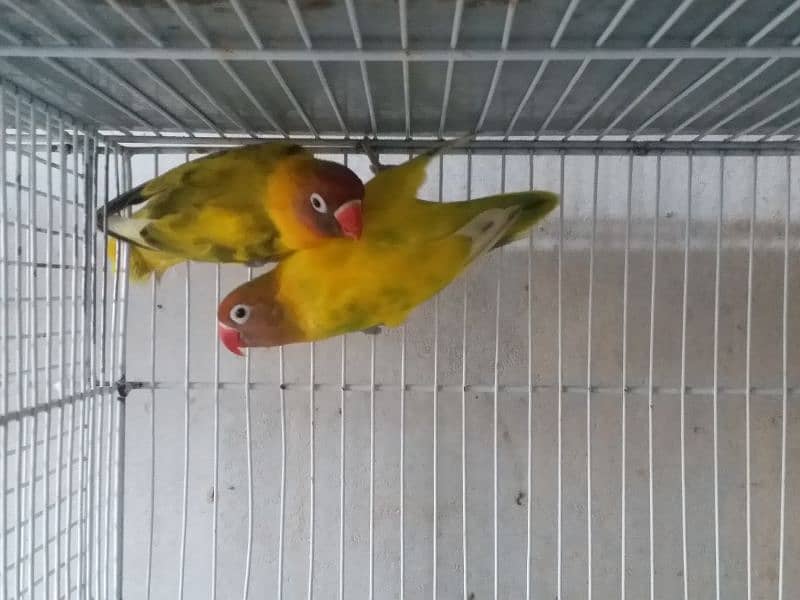 Top Quality Lovebirds pairs 16