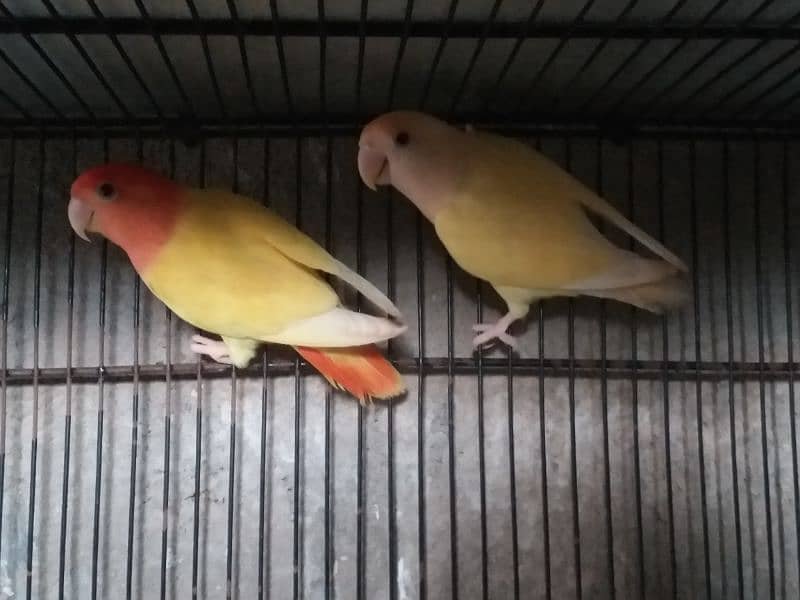 Top Quality Lovebirds pairs 17