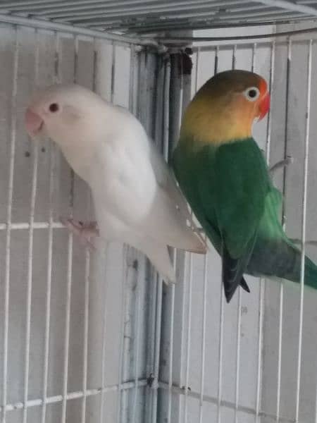 Top Quality Lovebirds pairs 18