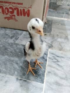 shamo chicks 30  days active and healthy chick