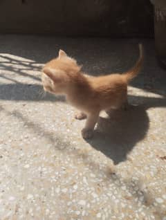 Percian kittens / stock coat kittens / Brown kitten / black kitten /