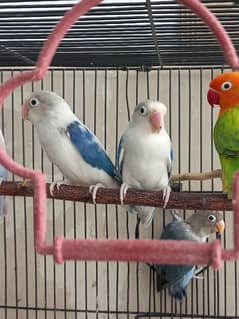 Lovebirds 4 pairs for sale