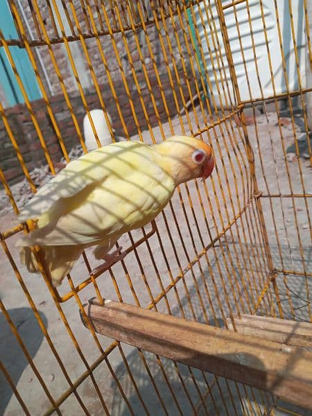 lovebird 1