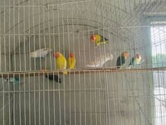 love bird pair for sale 11 piece ha 03475458480 0