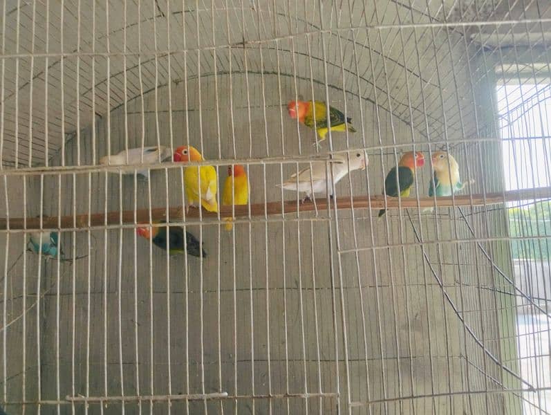 love bird pair for sale 11 piece ha 03475458480 1