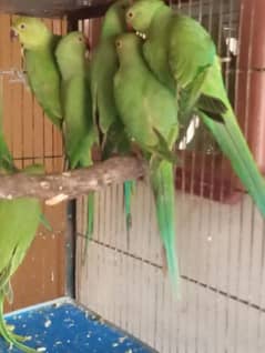 parrot available nail tail flying all ok location Multan