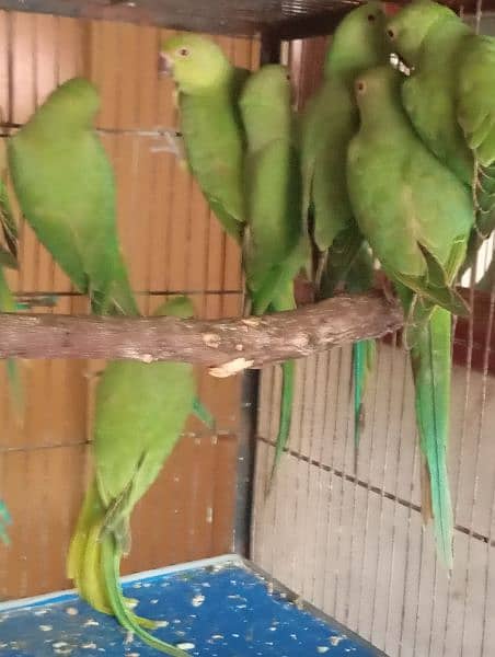 parrot available nail tail flying all ok location Multan 1