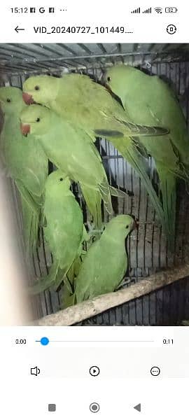 parrot available nail tail flying all ok location Multan 2