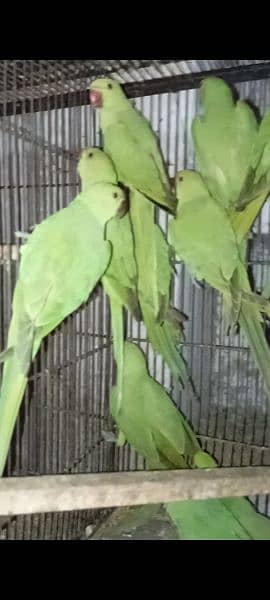 parrot available nail tail flying all ok location Multan 3