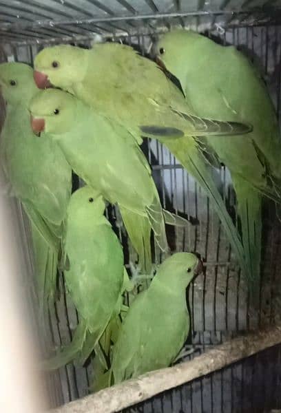 parrot available nail tail flying all ok location Multan 4