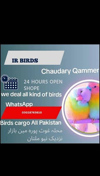 parrot available nail tail flying all ok location Multan 5