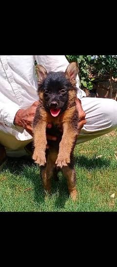 German Shepherd double coat female for sale 0