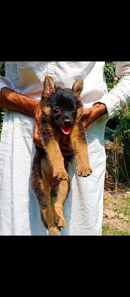 German Shepherd double coat female for sale 1