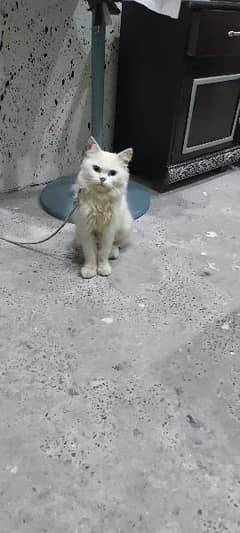 2 month age male Persian cat