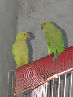 best parrots for good prize