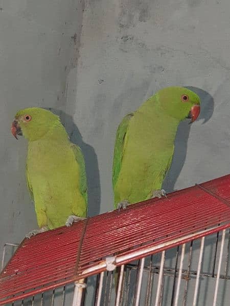 best parrots for good prize 1