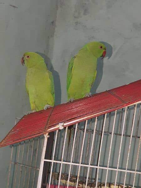 best parrots for good prize 2