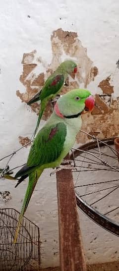 raw parrot fully talking or baredieng pair for sale in fateh jang cty.