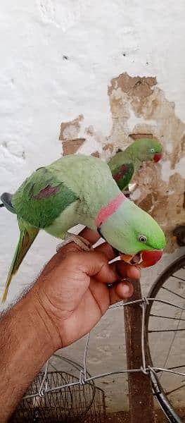 raw parrot fully talking or baredieng pair for sale in fateh jang cty. 1