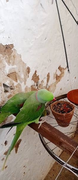 raw parrot fully talking or baredieng pair for sale in fateh jang cty. 2