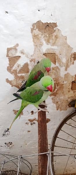 raw parrot fully talking or baredieng pair for sale in fateh jang cty. 3