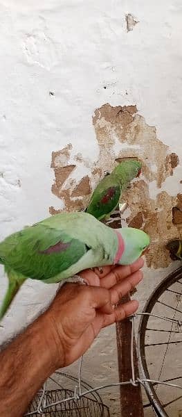 raw parrot fully talking or baredieng pair for sale in fateh jang cty. 4