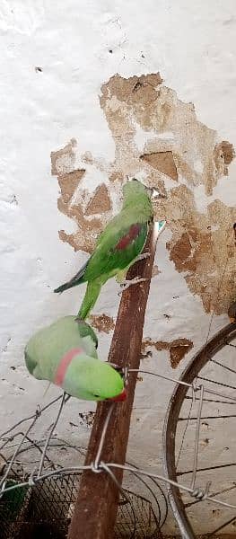 raw parrot fully talking or baredieng pair for sale in fateh jang cty. 5