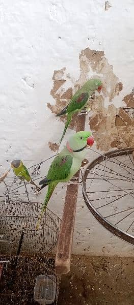 raw parrot fully talking or baredieng pair for sale in fateh jang cty. 6