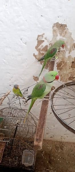 raw parrot fully talking or baredieng pair for sale in fateh jang cty. 7