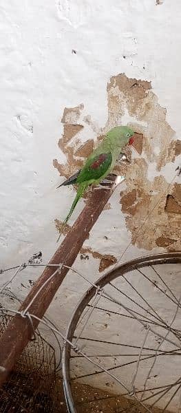 raw parrot fully talking or baredieng pair for sale in fateh jang cty. 8