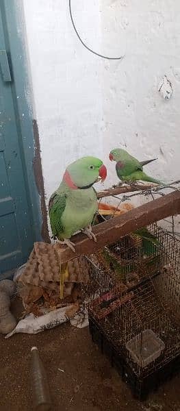 raw parrot fully talking or baredieng pair for sale in fateh jang cty. 9