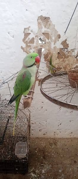 raw parrot fully talking or baredieng pair for sale in fateh jang cty. 10