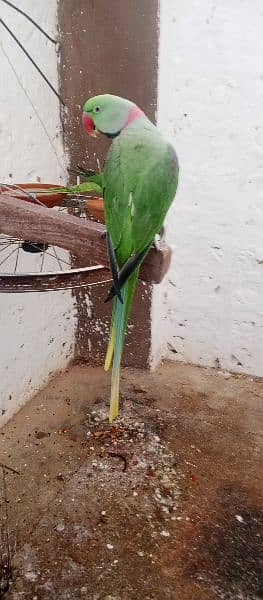 raw parrot fully talking or baredieng pair for sale in fateh jang cty. 11