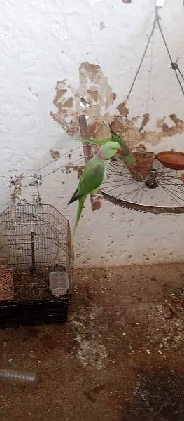 raw parrot fully talking or baredieng pair for sale in fateh jang cty. 12